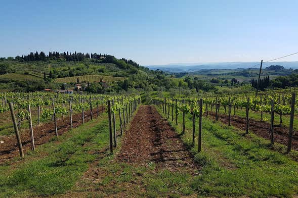 Excursión a la bodega Sumarroca