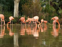 Zoo de Barcelona, flamencos