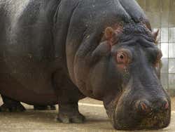 Zoo de Barcelona, hipopótamo