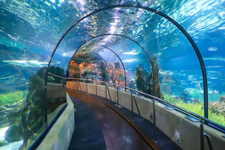 Túnel transparente del Oceanario