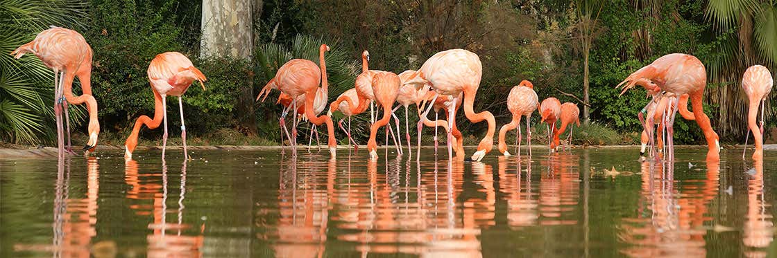 Zoo de Barcelona